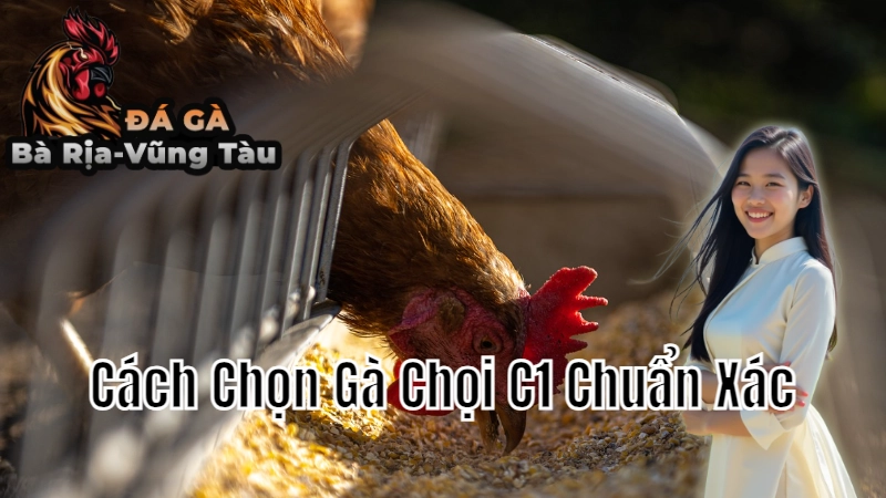 Cách Chọn Gà Chọi C1 Chuẩn Xác