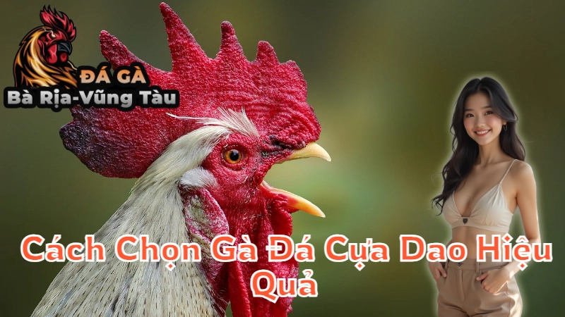 Cách Chọn Gà Đá Cựa Dao Hiệu Quả