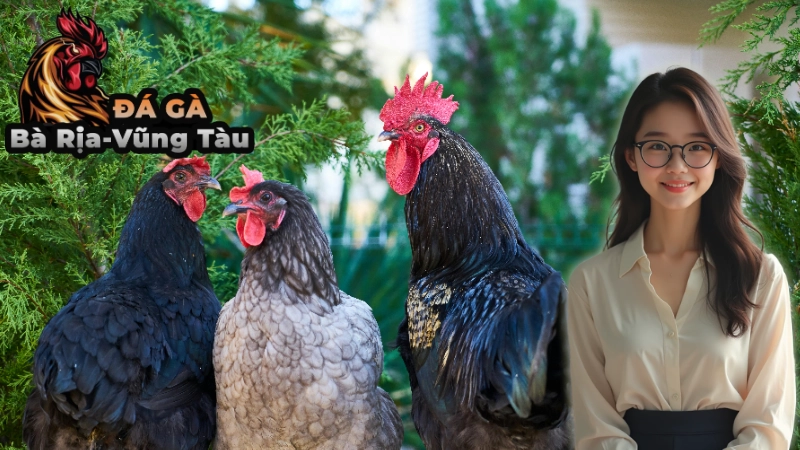 Cách Đăng Ký Và Tham Gia Đặt Cược Đá Gà Cựa Dao