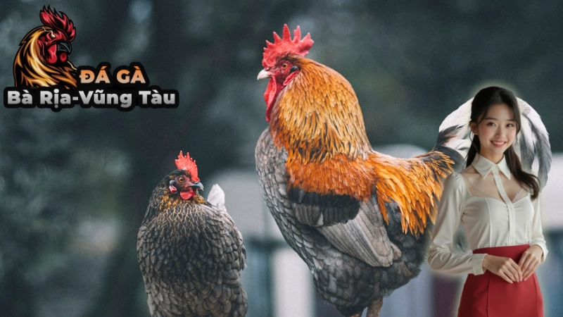 Cách Đặt Cược Và Chọn Gà