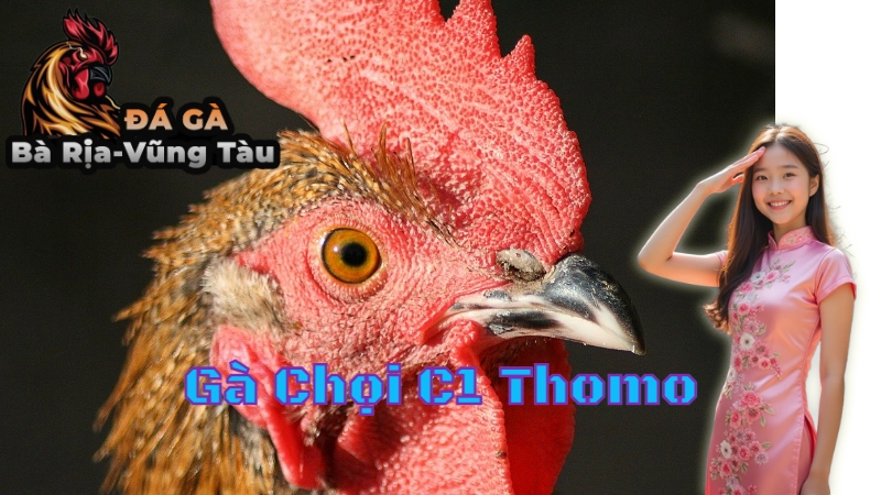 Gà Chọi C1 Thomo: Cách Đặt Cược Và Chọn Gà