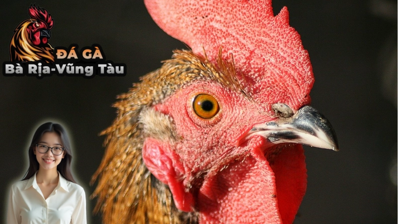 Giải Đấu Gà Chọi C1 Bà Rịa - Vũng Tàu