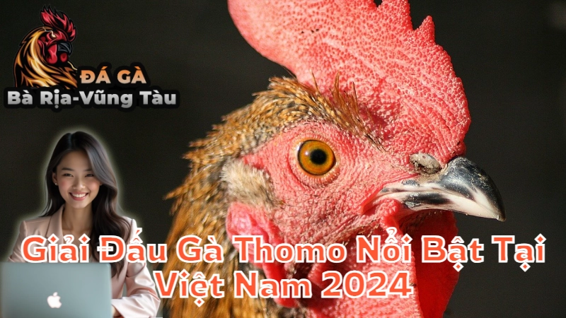 Giải Đấu Gà Thomo Nổi Bật Tại Việt Nam 2024