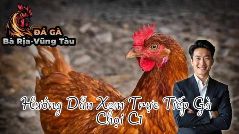 Hướng Dẫn Xem Trực Tiếp Gà Chọi C1