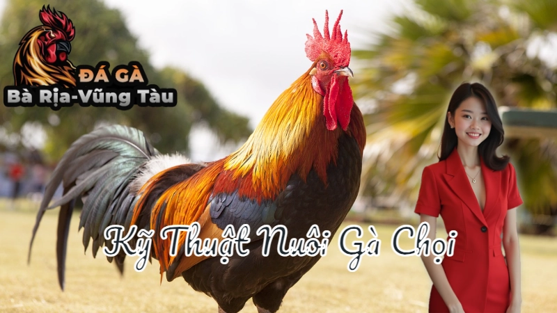 Kỹ Thuật Nuôi Gà Chọi C1 Để Thắng Thomo