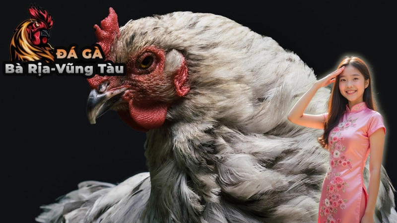 Lịch Trình Các Trận Đá Gà Cựa Dao