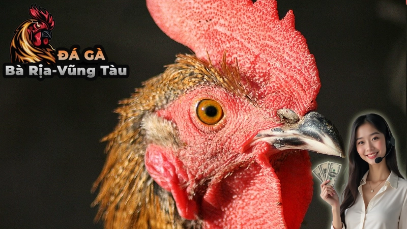Nguồn Gốc Và Lịch Sử Của Gà Chọi C1 Thomo