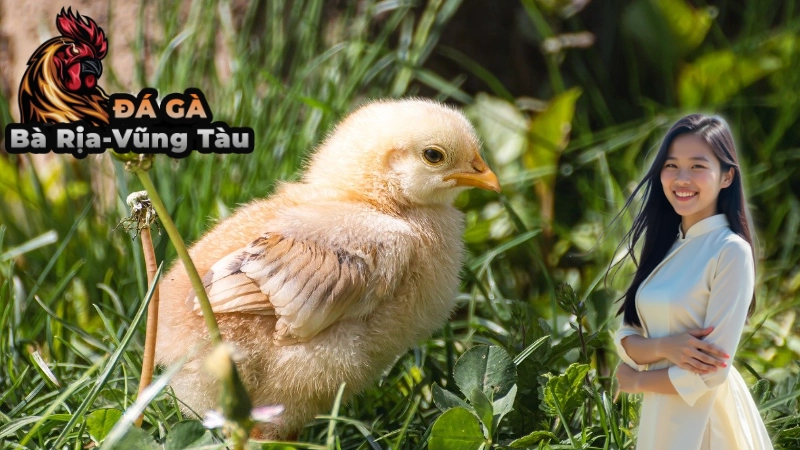 Những Lưu Ý Khi Tham Gia Đá Gà C1 Thomo