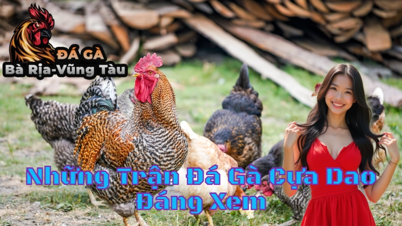 Những Trận Đá Gà Cựa Dao Đáng Xem