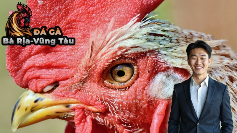 So sánh gà chọi C1 và gà đòn Thomo