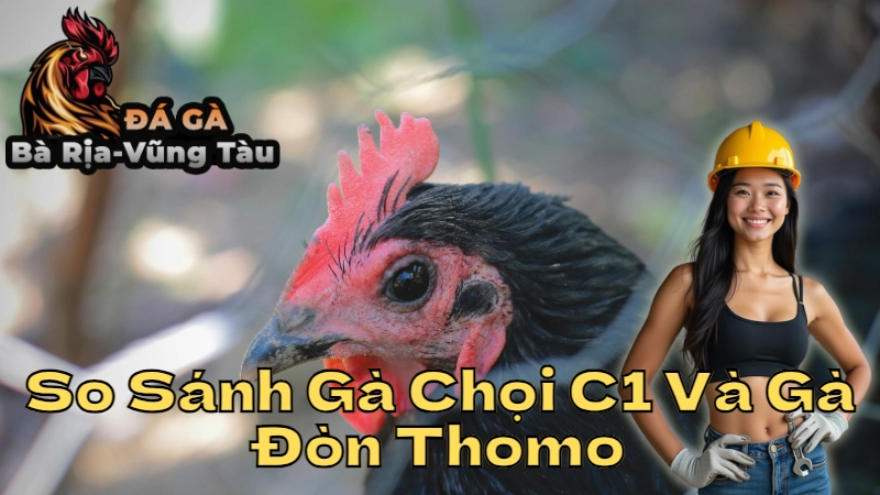 So Sánh Gà Chọi C1 Và Gà Đòn Thomo