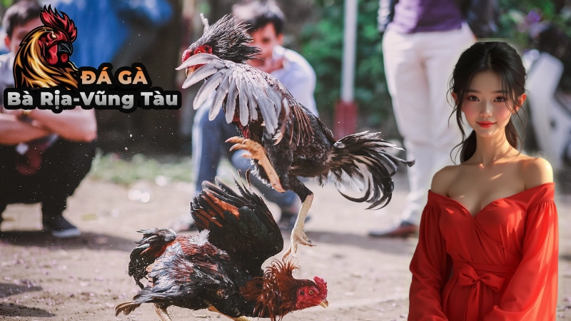 Trải Nghiệm Đá Gà Tại Bà Rịa Vũng Tàu