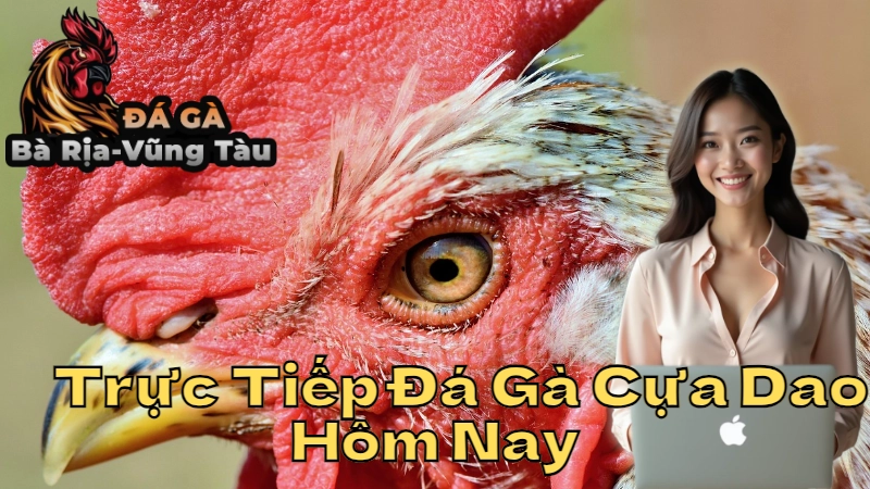 Trực Tiếp Đá Gà Cựa Dao Hôm Nay