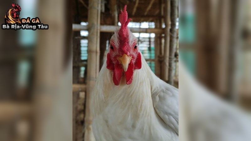 Bệnh thường gặp ở gà đá và cách phòng tránh
