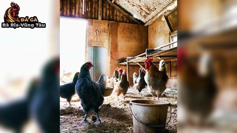Bệnh thường gặp ở gà đá và giải pháp điều trị