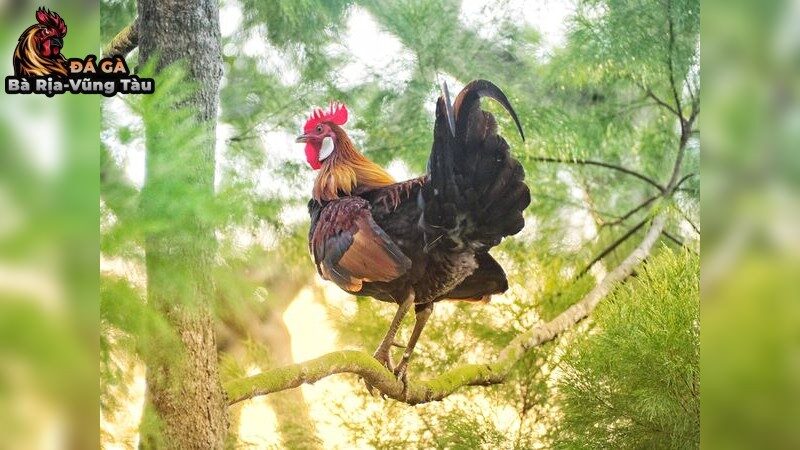 Bí quyết chăm sóc gà chiến