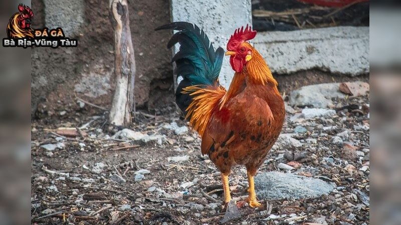 Bí quyết chăm sóc gà đá bị khó thở
