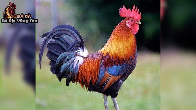 Bí Quyết Chọn Giống Gà Đá Chuyên Nghiệp