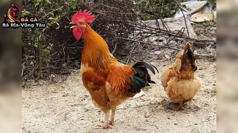 Bí Quyết Chọn Giống Gà Đá Cựa Tròn Tốt Nhất