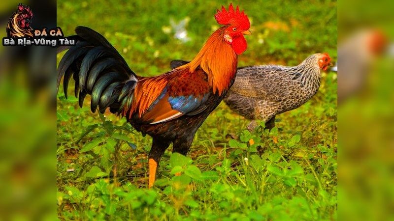 Bí Quyết Lựa Chọn Giống Gà Đá