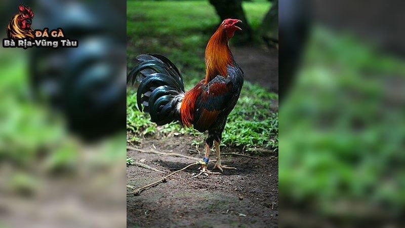 Bí Quyết Nuôi Gà Chọi Hiệu Quả