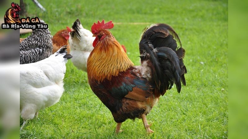 Bí quyết nuôi gà đá bằng thức ăn tự nhiên an toàn