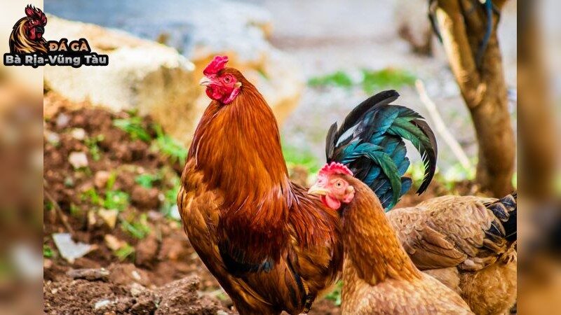 Các loại bệnh thường gặp ở gà đá