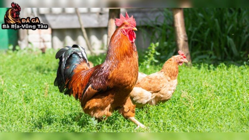 Các Phương Pháp Chăm Sóc Gà Đá Hiệu Quả