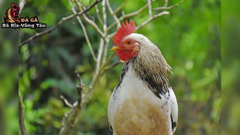 Cách bổ sung dinh dưỡng cho gà đá