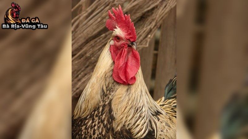 Cách Chọn Thức Ăn Tăng Cơ Cho Gà Chọi