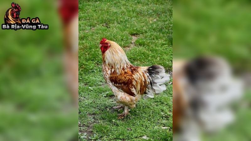 Cách khắc phục tình trạng yếu chân ở gà đá