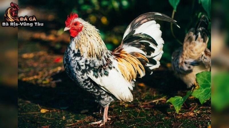 Cách tăng sức đề kháng cho gà đá trước trận đấu – Đảm Bảo Sức Bền Bỉ 2025