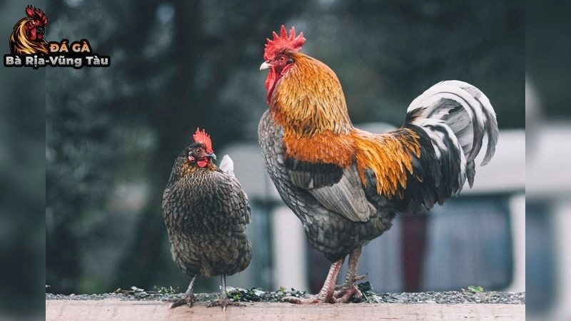 Gà Asil và đặc điểm nổi bật sau những thắng lợi vang dội 2025