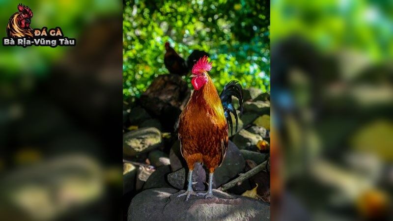 Khám phá bí quyết chọn gà để luôn giành chiến thắng
