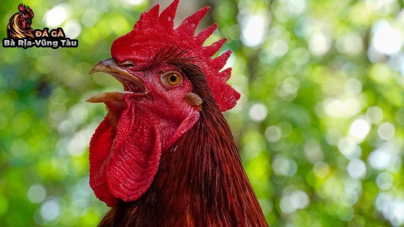 Kỹ Thuật Chăm Sóc Và Huấn Luyện Gà Đá Cựa Tròn