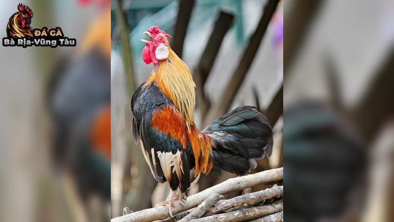 Lợi ích của chế độ dinh dưỡng hợp lý