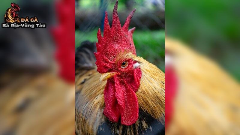 Lợi ích của Lịch tiêm phòng vacxin cho gà đá