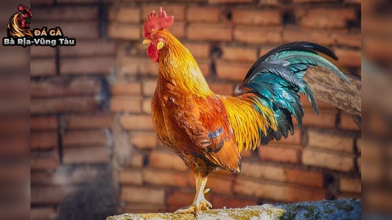 Lý do nấm diều trở thành vấn đề phổ biến