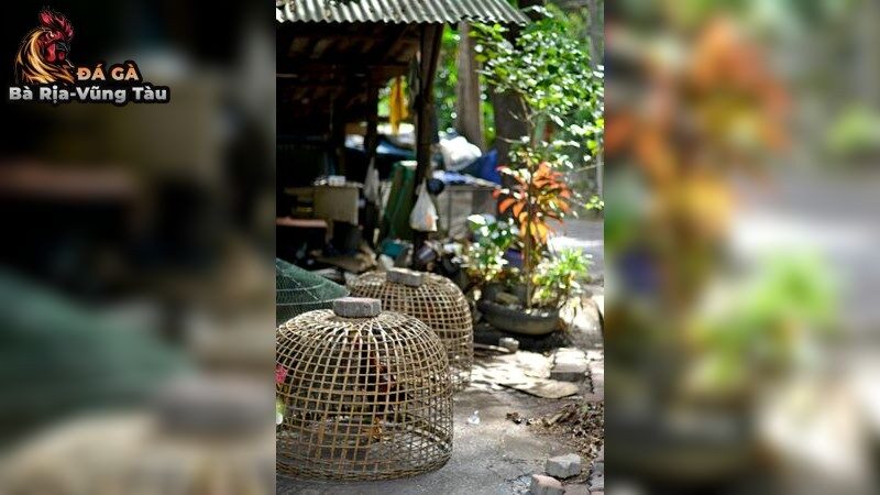 Nhận diện và phòng ngừa bệnh phổ biến ở gà đá